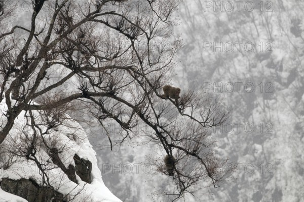 Japanese macaque or snow japanese monkey in a tree (Macaca fuscata), Japan Monkey-Japanese, Macaca fuscata (Macaque Japon) Japan, 2017