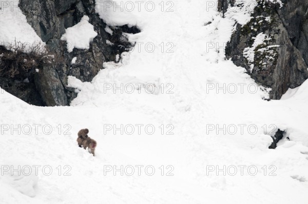 Japanese macaque or snow japanese monkey, mom and baby in the snow (Macaca fuscata), Japan Monkey-Japanese, Macaca fuscata (Macaque Japon) Japan, 2017