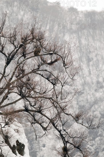 Japanese macaque or snow japanese monkey in a tree (Macaca fuscata), Japan Monkey-Japanese, Macaca fuscata (Macaque Japon) Japan, 2017