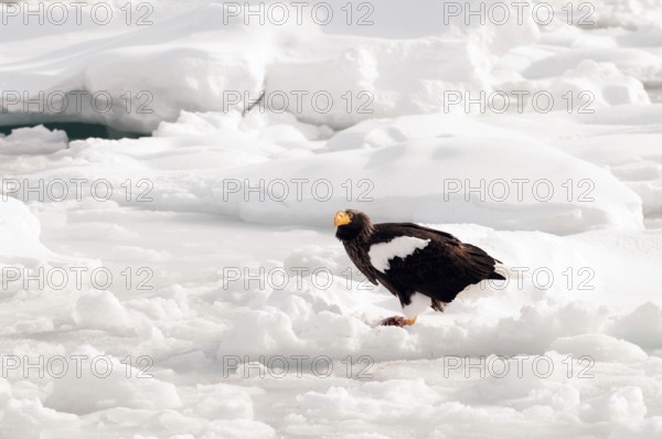 Steller's sea eagle (Haliaeetus pelagicus) on the pack eating a fish, Russia Steller's sea eagle, Haliaeetus pelagicus, (Pygargue de Steller) Russia, 2017