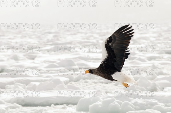 Steller's sea eagle (Haliaeetus pelagicus) flying, Russia Steller's sea eagle, Haliaeetus pelagicus, (Pygargue de Steller) Russia, 2017
