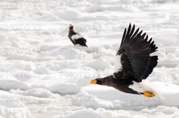 Steller's sea eagle (Haliaeetus pelagicus) flying, Steller's sea eagle, Haliaeetus pelagicus, (Pygargue de Steller) Russia, 2017