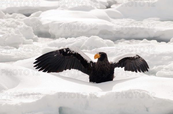Steller's sea eagle (Haliaeetus pelagicus) on the pack, Russia Steller's sea eagle, Haliaeetus pelagicus, (Pygargue de Steller) Russia, 2017