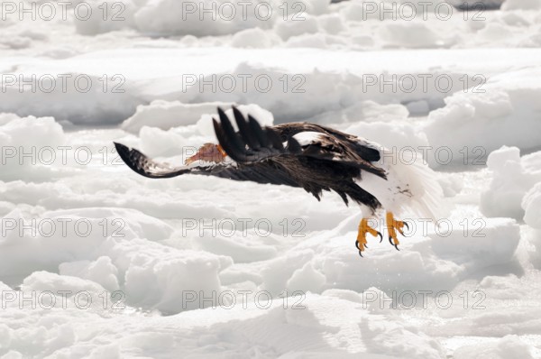 Steller's sea eagle (Haliaeetus pelagicus) flying, take-off with fish, Russia Steller's sea eagle, Haliaeetus pelagicus, (Pygargue de Steller) Russia, 2017
