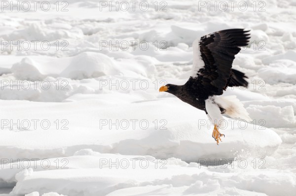 Steller's sea eagle (Haliaeetus pelagicus) flying, take-off, Russia Steller's sea eagle, Haliaeetus pelagicus, (Pygargue de Steller) Russia, 2017