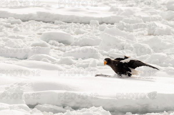 Steller's sea eagle (Haliaeetus pelagicus) on the pack, eating a fish, Russia Steller's sea eagle, Haliaeetus pelagicus, (Pygargue de Steller) Russia, 2017