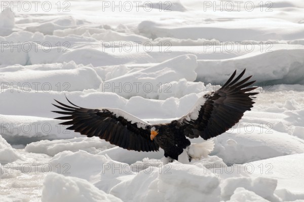 Steller's sea eagle (Haliaeetus pelagicus) flying, landing, Russia Steller's sea eagle, Haliaeetus pelagicus, (Pygargue de Steller) Russia, 2017