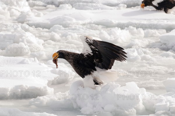 Steller's sea eagle (Haliaeetus pelagicus) eating a fish, Russia Steller's sea eagle, Haliaeetus pelagicus, (Pygargue de Steller) Russia, 2017