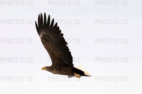 White-tailed Sea-eagle flying (Haliaeetus albicilla), Russia Eagle-rabalva, rabalva, Haliaeetus albicilla, (Pygargue à queue blanche) Russia, 2017
