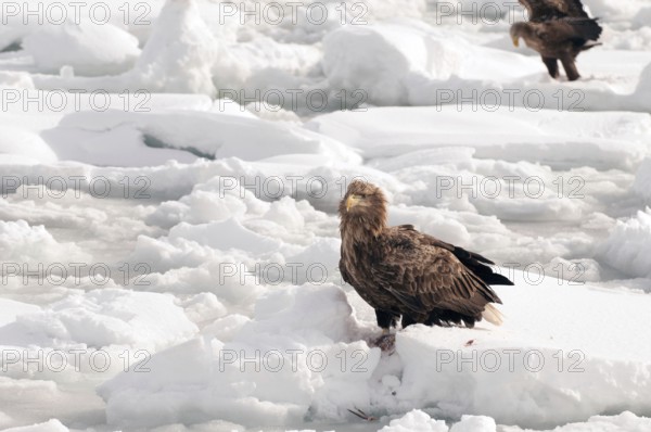 White-tailed Sea-eagle on the pack with a fish (Haliaeetus albicilla), Russia Eagle-rabalva, rabalva, Haliaeetus albicilla, (Pygargue à queue blanche) Russia, 2017