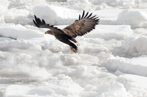 White-tailed Sea-eagle flying on the pack and catch a fish (Haliaeetus albicilla), Russia Eagle-rabalva, rabalva, Haliaeetus albicilla, (Pygargue à queue blanche) Russia, 2017