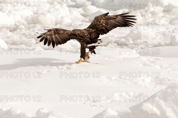 White-tailed Sea-eagle eating a fish on the pack (Haliaeetus albicilla), Russia Eagle-rabalva, rabalva, Haliaeetus albicilla, (Pygargue à queue blanche) Russia, 2017