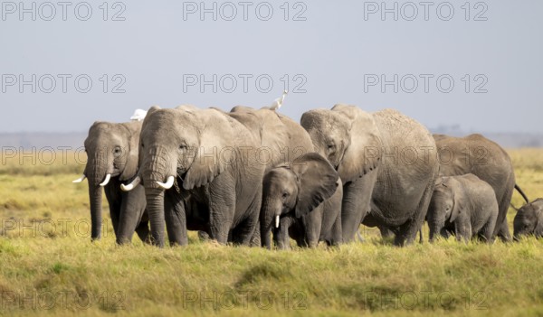 African elephant (Loxodonta africana) large herd with young animals and herons (Bubulcus ibis), in morning light, Amboseli National Park, Rift Valley Province, Kenya