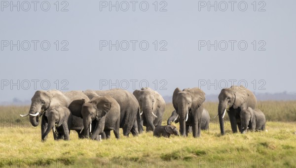 African elephant (Loxodonta africana) large herd with young animals, in morning light, Amboseli National Park, Rift Valley Province, Kenya