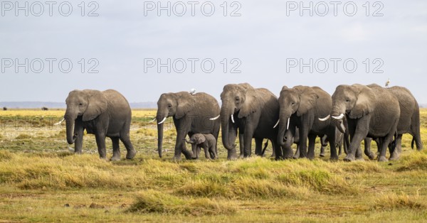 African elephant (Loxodonta africana) large herd with young animals and herons (Bubulcus ibis), Amboseli National Park, Rift Valley Province, Kenya