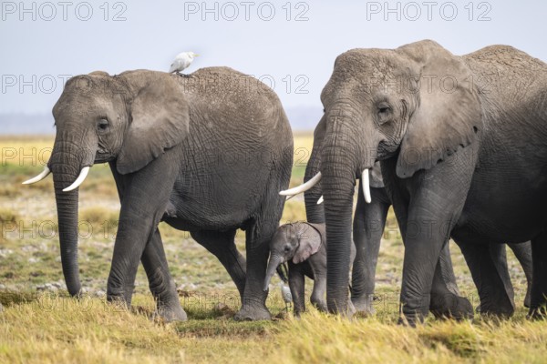 African elephant (Loxodonta africana) adult with young and heron (Bubulcus ibis), Amboseli National Park, Rift Valley Province, Kenya