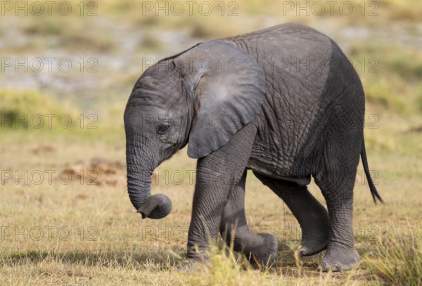 African elephant (Loxodonta africana) small young, baby elephant, Amboseli National Park, Rift Valley Province, Kenya