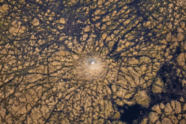 Freshwater marshland, swamp landscape with small island with termite hill, aerial view, Okavango Delta, Botswana