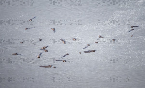 Group of hippos (Hippopatamus amphibius) in water, aerial view, Okavango Delta, Botswana