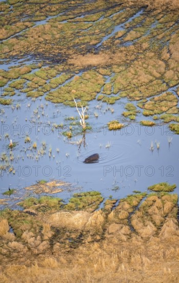 Hippopotamus (Hippopatamus amphibius) in water, freshwater marshland, marshland on a lake, aerial view, Okavango Delta, Botswana