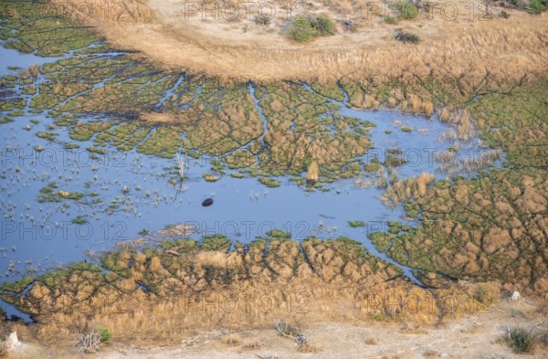 Hippopotamus (Hippopatamus amphibius) in water, freshwater marshland, marshland on a lake, aerial view, Okavango Delta, Botswana