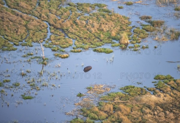 Hippopotamus (Hippopatamus amphibius) in water, freshwater marshland, marshland, aerial view, Okavango Delta, Botswana