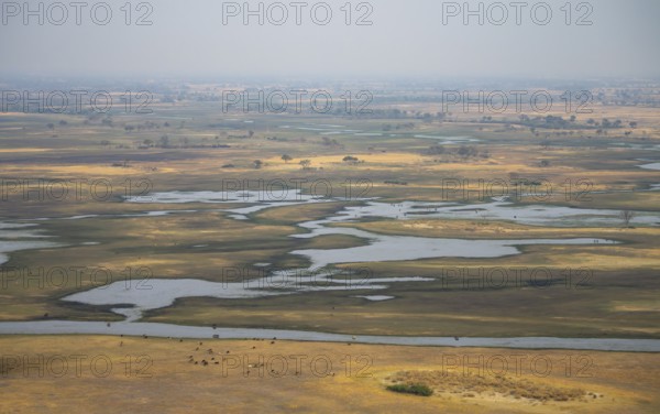 River landscape and grazing herd of cows, aerial view, Okavango Delta, Botswana
