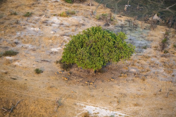 Flock of impalas (Aepyceros melampus) under a liver sausage tree (Kigelia africana), aerial view, Okavango Delta, Botswana