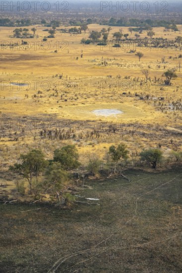 Savanna landscape with yellow grass partly burnt by bushfire, aerial view, Okavango Delta, Botswana