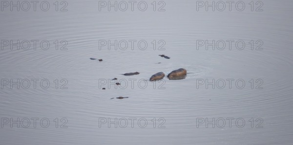 Hippos (Hippopatamus amphibius) in water, aerial view, Okavango Delta, Botswana