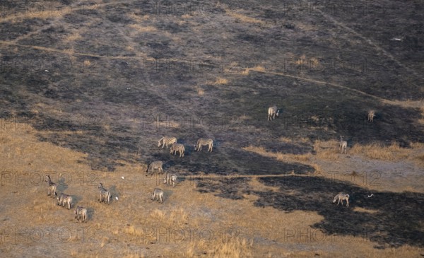 Herd of steppe zebras (Equus quagga) in dry savanna, aerial view, Okavango Delta, Botswana