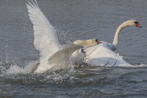 Swan chases rivals across a calm body of water. One of the swans squirts and brings life to the quiet scene. Bas rhin, Alsace, Grand Est, France