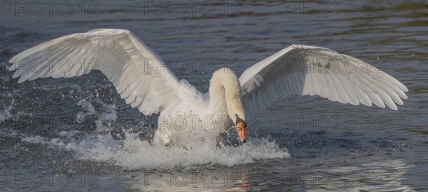 Majestic Swan Runs on Water on a Calm Water Surface The sun's rays illuminate the scene and create a beautiful reflection on the water. Bas rhin, Alsace, Grand Est, France