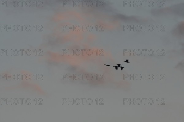 Birds fly in groups in the sky, which is painted in warm colors at sunset. Red and purple clouds add to the beauty of the scenery. Bas rhin, Alsace, Grand Est, France