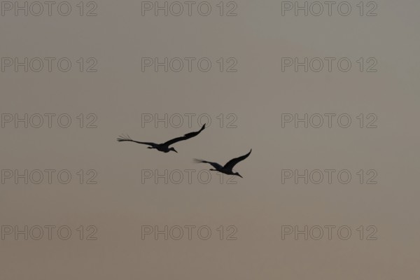 Two majestic white stork birds (Ciconia ciconia) fly together in the Twilight sky and stand on a cloudy background with pastel shades. A peaceful and harmonious moment. Bas rhin, Alsace, Grand Est, France