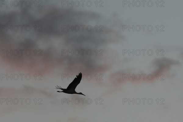 The big bird white stork (Ciconia ciconia) flies in the evening sky, past colorful clouds. The twilight illuminates his silhouette. A cheerful and peaceful moment. Bas rhin, Alsace, Grand Est, France