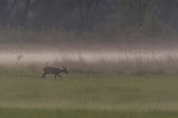 A deer stands peacefully in a green meadow, surrounded by light fog. It is evening and the sunlight creates a cheerful atmosphere. Selestat, Alsace, France