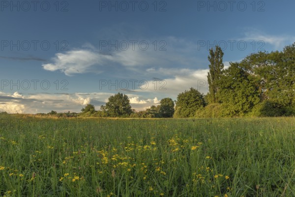 A peaceful meadow stretches out in the evening light and is decorated with wild flowers. Trees border landscape under vibrant sky, offering moment of serenity and natural beauty. Bas rhin, Alsace, Grand Est, France