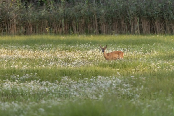 A deer is kept quiet in the middle of a green field with white flowers. The soft twilight illuminates the peaceful scene. Bas rhin, Alsace, Grand Est, France