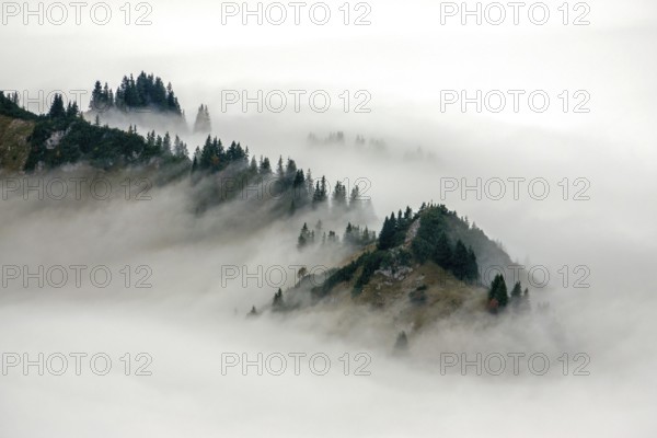 Ridge with conifers sticking out of fog, Allgäu Alps, near Oberstdorf, Oberallgäu, Allgäu, Bavaria, Germany