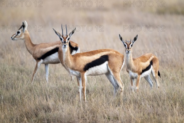 Eastern Thomson gazelle (Eudorcas thomsonii), three gazelles, Amboseli National Park, Rift Valley Province, Kenya