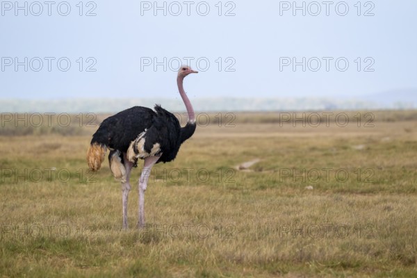 African ostrich, Maasai ostrich (Struthio camelus massaicus), adult male, in the savanna, Amboseli National Park, Rift Valley Province, Kenya