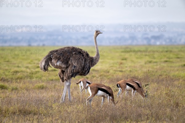 African ostrich, Maasai ostrich (Struthio camelus massaicus), adult female, and Eastern Thomson gazelles (Eudorcas thomsonii) grazing in the savanna, Amboseli National Park, Rift Valley Province, Kenya