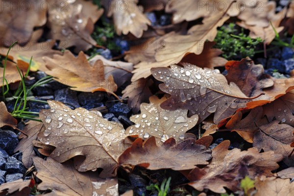 Autumnal oak leaves (Quercus) on a soil of gravel and small plants, covered with drops of water, dew, rainy weather, autumn mood, close-up, Porta Westfalica, Weser Hills, North Rhine-Westphalia, Germany