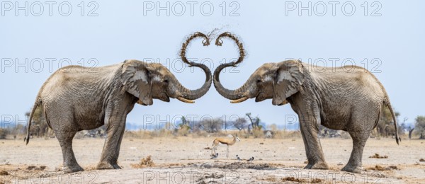 Photo montage, African elephant (Loxodonta africana), adult males facing each other, splashing themselves with heart-shaped water, Nxai Pan National Park, Botswana