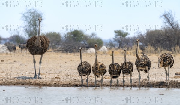 African ostrich (Struthio camelus), mother and six juvenile young animals, animal family, group drinking at the waterhole, Nxai Pan National Park, Botswana