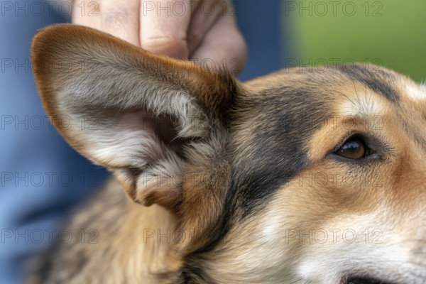 Lose up of a Corgi dog's ear. Detail of pet anatomy and canine features. Generative ai, AI generated