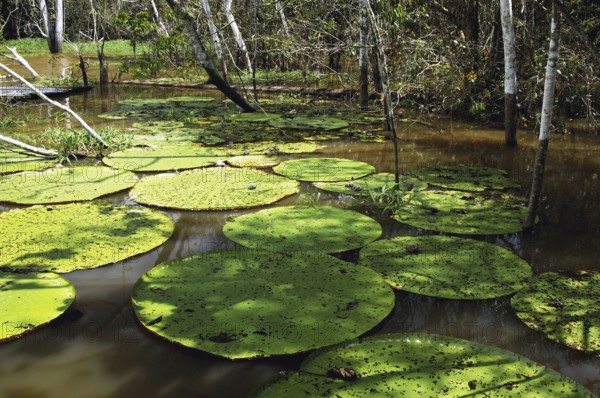 Water Lily, Manaus, Amazonas, Brazil