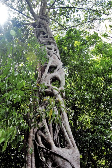 Parque Ecológico do Lago Janauari, Manaus, Amazonas, Brazil