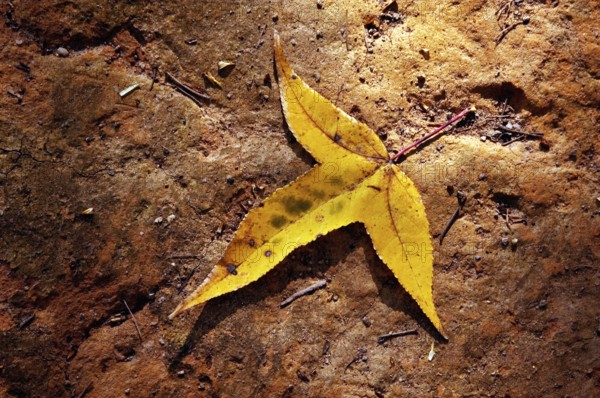 Liquidâmbar leaf, Liquidambar Styraciflua, Santo Antônio do Pinhal, São Paulo, Brazil